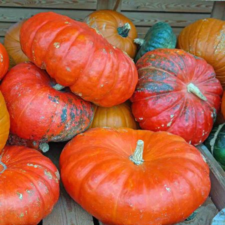 Cinderella, Organic Pumpkin Seeds image number null